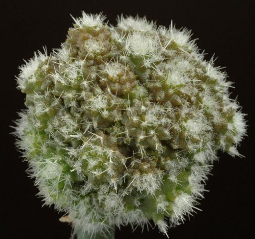 Rimacactus_lauii_1